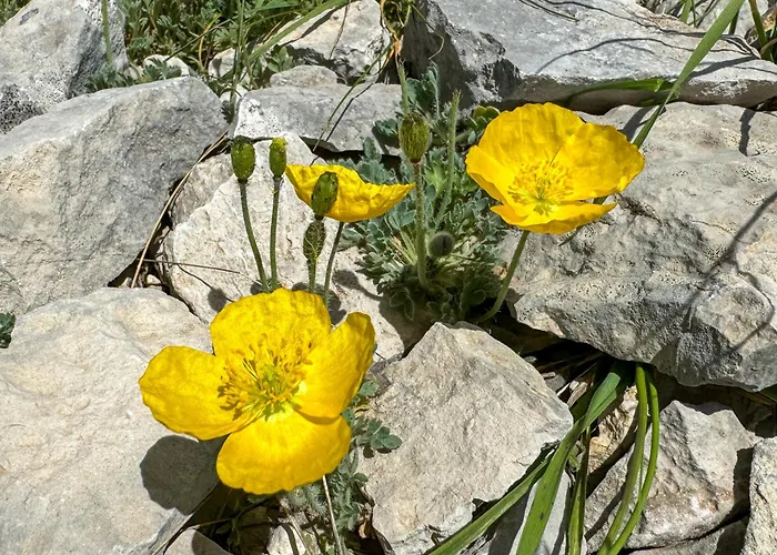 Les Terrasses De Cascavelle